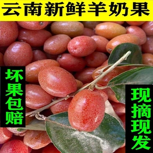 云南特产羊奶果水果新鲜野生水果牛奶果孕妇酸甜应季水果