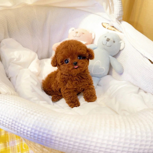 纯种飞耳泰迪幼犬贵宾茶杯犬长不大宠物狗狗白色红色活体灰色泰迪