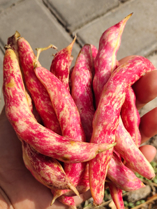 蔬菜种孑特大四季豆菜籽种大全花种籽子豇豆籽种子绚懿晏盈专卖店3