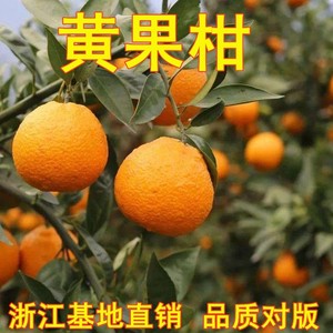 柑橘黄果柑