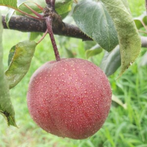 正宗新品种梨树苖奥红一号红梨苖香酥红梨树苖南方北方种植