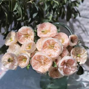 k老花痴 慈善善举昭君 新w品中苗奥斯汀大花浓香绿盆花卉植栽月季