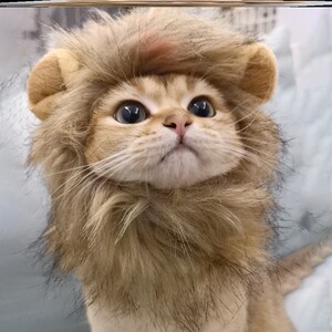 猫狮子头套可爱宠物猫咪帽子兔子耳朵小型犬狗狗搞怪配饰装扮猫咪