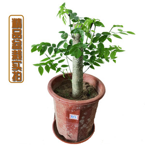 正宗海南黄花梨树苗绿化办公室阳台庭院北方造型盆景室内盆栽四季