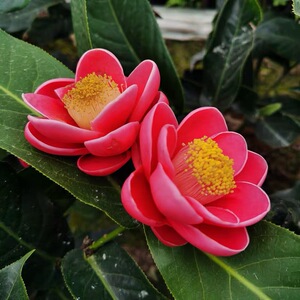 越南四季抱茎金花茶盆栽四季海棠山茶花名贵品种客厅庭院花卉植物