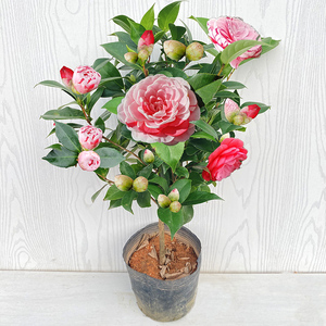 白底幻彩五色赤丹茶花盆栽带花苞室内外客厅阳台庭院耐寒耐热好养