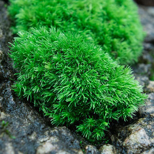 小灰苔藓短绒藓盆景室内绿微景观材料植物鲜活苔藓盆景铺面蒲草皮