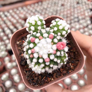 明日香姬仙人球