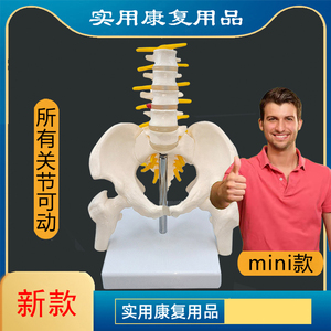 迷你女性人体小骨盆动态模型教学教具骶骨髋骨实用康复产科带腰椎