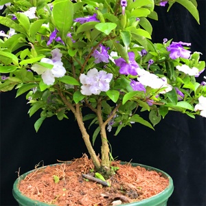 紫茉莉花盆栽苗