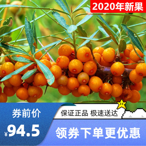 720人付款淘宝q甘肃民勤特产纯野生白刺果干果沙漠茶非沙棘果干优质