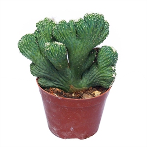 五指山仙人掌山盆景宅麒麟花卉多避邪肉镇影仙人球植招财绿