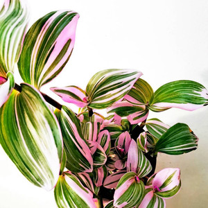 油画婚礼吊兰盆栽大盆多肉植物新品种胭脂云垂吊花卉阳台绿植网红