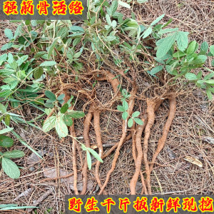野生红皮千斤拔中药材一条根钉地根千金拨 钻地风中草药500g包邮