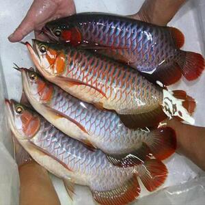 红龙鱼活体印尼超血红龙辣椒红龙鱼紫艳红龙金头过背金龙鱼苗观赏