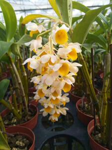 yu199011240淘宝红灯笼石斛兰板植盆栽都可开花成串花量大美观花期4