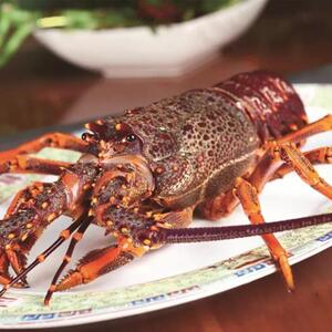 波士顿龙虾澳州红龙鲜活超大冰鲜大龙虾进口波龙青龙450-500g/只