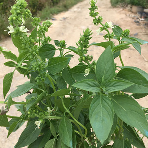 九层塔盆栽新鲜可食用潮汕金不换苗泰国罗勒叶花香料植物调味绿植