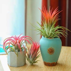 空气凤梨植物室内桌面带支架无土精灵带色适合懒人绿植小盆栽花草