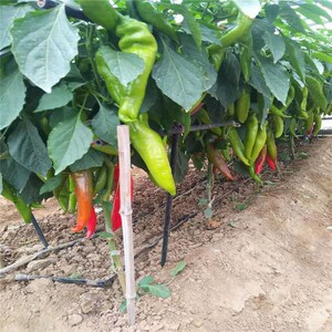 多年生辣椒树苗