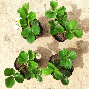 草莓秧苗种子树苗原盆原土带花苞盆栽奶油红颜四季栽种甜草莓种苗