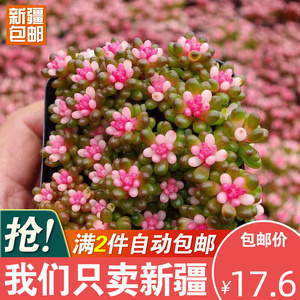 彩色赤豆锦粉色多肉植物室内精品绿植带盆栽好稀有品种花卉