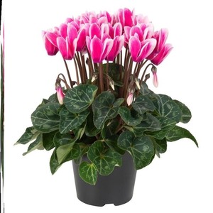 仙客来盆栽大苗室内花卉兔子花 年宵花苗兔耳朵花 四季带花发货