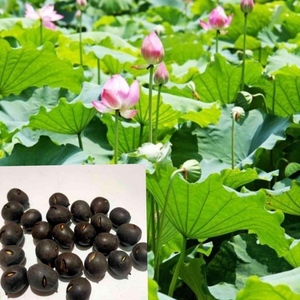 荷花种藕食用莲子