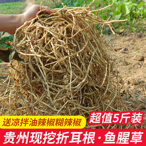 野辣椒根