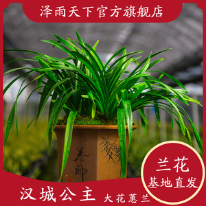 泽雨天下翁源兰花汉城公主大花蕙兰带花苞清香易养活室内绿植盆栽