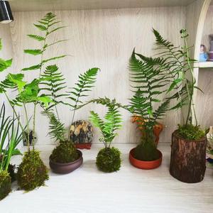 蕨类盆景植物