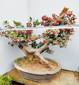 实物大型金玉满堂造型盆景树桩老桩无刺枸骨树桩满堂红植物包