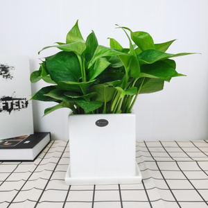 卉森花卉淘宝成都同城文竹盆景办公桌面盆栽云竹送礼绿植卉森花卉