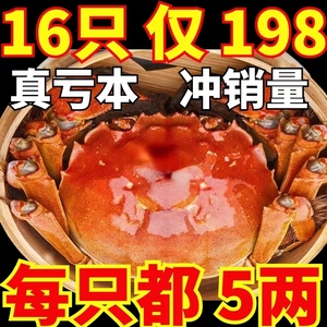 大闸蟹鲜活阳澄湖镇官方旗舰店超大全公蟹全母蟹14只5两满黄螃蟹