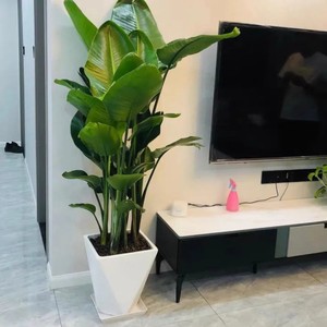 电视柜旁边绿植室内盆栽植物土养客厅落地式大盆栽轻奢易活禄植的