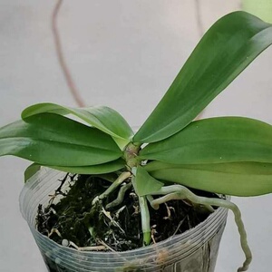 精品版纳蝴蝶兰花苗盆栽带土特级大苗净化空气蝴蝶兰绿植花卉植物