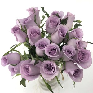 云南昆明基地直发海洋之歌紫色鲜切花玫瑰花束直批办公室水养插花