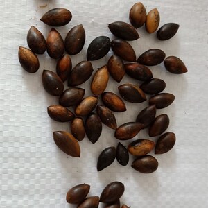 四川金丝楠木树苗种子籽金丝楠木种籽小叶桢楠种子雅楠细叶楠种球