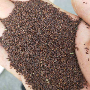 荆芥种子小叶新芥穗籽种籽春夏季易种植穗大产量高饱满