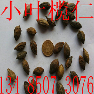 小叶榄仁种子 小叶榄仁树种 绿化树苗