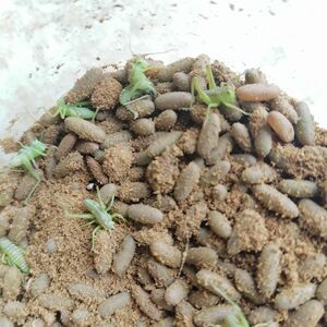 800人付款淘宝蝈蝈卵 已成形室内可孵化 宠物 鸣虫 绿蝈蝈铁蝈蝈萌动