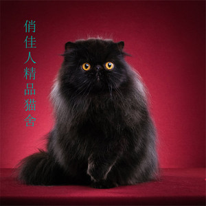 cfa认证纯种加菲猫活体幼崽猫纯黑异长家养宠物猫
