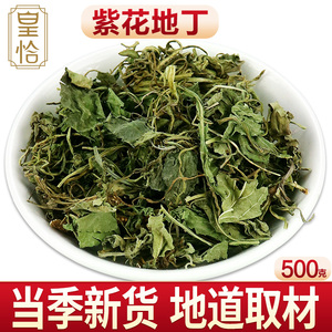 紫花地丁草紫地丁花紫华柴花野花黄花白花紫色紫草香堇菜根中药材