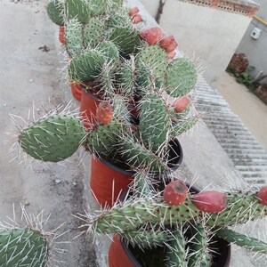 黄花橙花 修罗团扇 老品 抗冻 耐寒 好活易养 墙头仙人掌 耐贫瘠