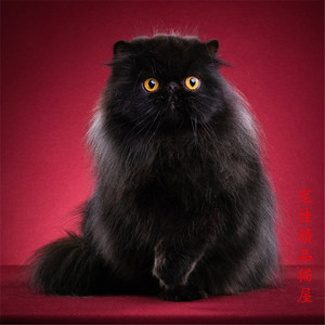 黑波斯猫活体