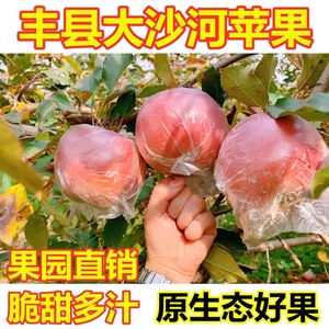 2024新鲜红富士苹果当季水果丰县大沙河现摘孕妇水果