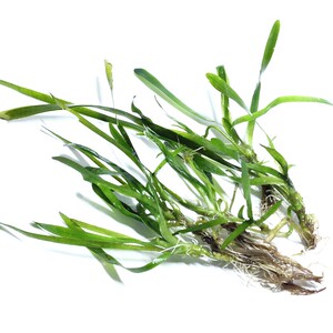 000人付款淘宝茳芏种子工程护坡草坪观赏咸草咸水草三角苑里蔺淡水