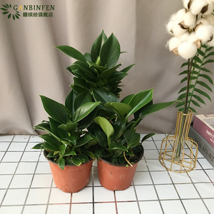 绿公主 小金钻盆栽植物阳台庭院花卉绿植办公室内 吸除甲醛防辐射