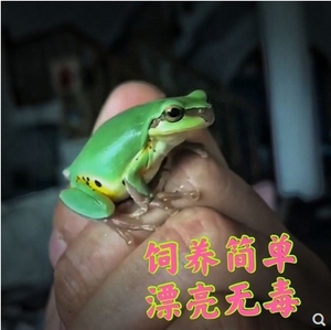 华西雨蛙全国包邮包活不咬人小宠物可爱学生饲养