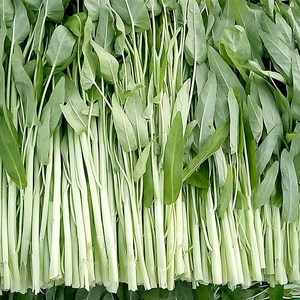 【大白骨通心菜】大白骨通心菜品牌,价格 - 阿里巴巴